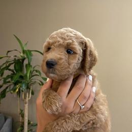 Goldendoodle Puppies from Rylaarsdam Doodles