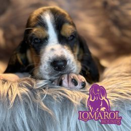 1 - Black brown and white female Basset Hound puppy in Inverness Highlands South, Florida from Lomarol Hounds