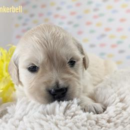 Golden Retriever Puppies from Mountain Sky Goldens   https://youtu.be/30SVQesEtig?si=CMjASv_Tza1VKSNt