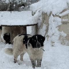 Karakachan and Labrador Retriever All Grown Up from Victorian Acres