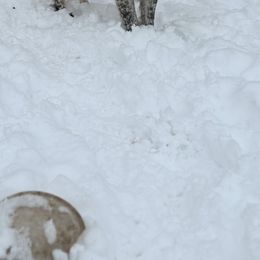 Karakachan and Labrador Retriever All Grown Up from Victorian Acres
