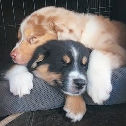 Miniature Australian Shepherd Puppies from AussiesRus