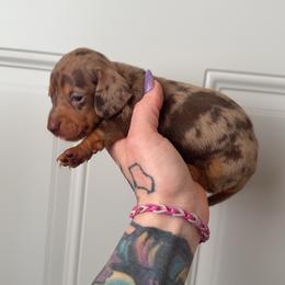 Dapple girl 2 - Dapple female Dachshund puppy in Madison, Wisconsin from SK Miniature   Dachshunds