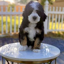 Boy 2 - Tri-color male Bernedoodle puppy in Salt Lake County, Utah from Coco Avenue Pups