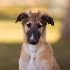 Borzoi Puppies from Rezance Borzoi