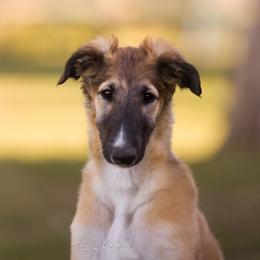 Borzoi Puppies from Rezance Borzoi