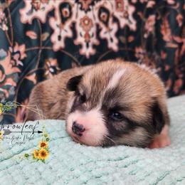 Mayo DM CLEAR - Red female Pembroke Welsh Corgi puppy in Idaho from Arrowleaf Corgis