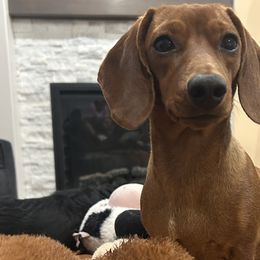 Dachshunds from Doxie Delights