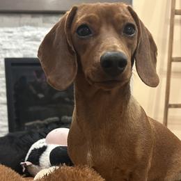Dachshunds from Doxie Delights