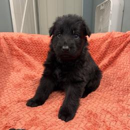 Isaiah - Black male German Shepherd puppy in Pennock, Minnesota from Shakopee Creek German Shepherds