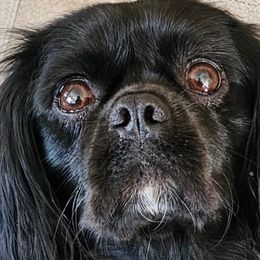 Ember - Cavalier King Charles Spaniel