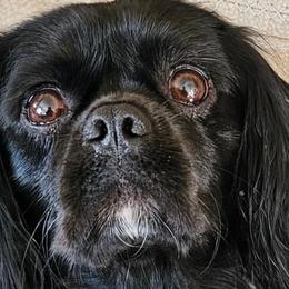 Ember - Cavalier King Charles Spaniel