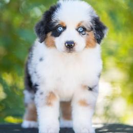 Pacey - Blue merle male Miniature American Shepherd puppy in Tonopah, Arizona from King's Miniature American Shepherds