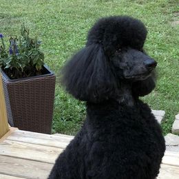 Poodles from TASUMA Standard Poodles