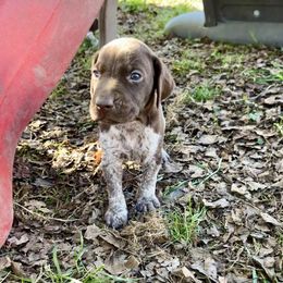 Archer - male German Shorthaired Pointer puppy in Oxford, Ohio from LyonHeart