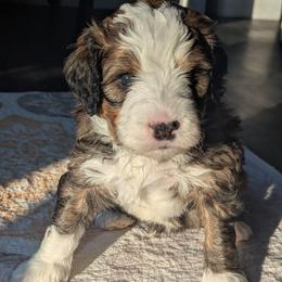 Blue - Tri-color male Bernedoodle puppy in Connecticut from Valley View Doodles