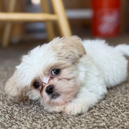 Max - White male Mal-Shi puppy in Sacramento, California from FurKids