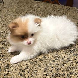 Little Britney - Orange parti female Pomeranian puppy in Plano, Texas from Madison Park Poms