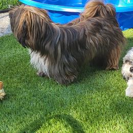 Shih Tzu Puppies from Margaret Szegda