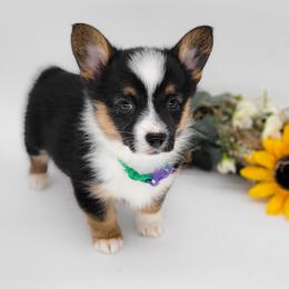 German Shepherd and Pembroke Welsh Corgi Puppies from J&R Shepherds & Corgis