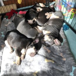 Bulldog and French Bulldog Puppies from Raise The Woof Bulldogs