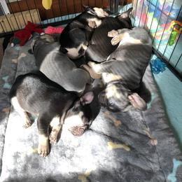 Bulldog and French Bulldog Puppies from Raise The Woof Bulldogs