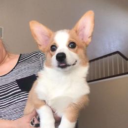 Apple - Pembroke Welsh Corgi