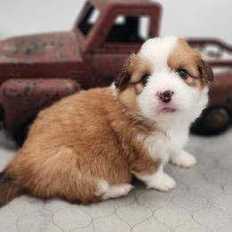 Doc Holiday - Red male Pembroke Welsh Corgi puppy in Concrete, Washington from Wigglebutts American Corgis
