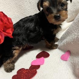 Lilly - Black and gold female Yorkshire Terrier puppy in Riverside, California from Empire Yorkies