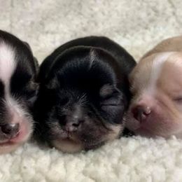 Chihuahua Puppies from XO Chihuahuas
