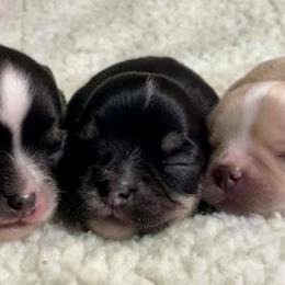 Chihuahua Puppies from XO Chihuahuas