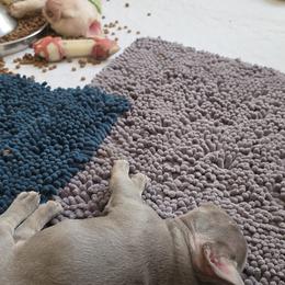 Angel - Blue female French Bulldog puppy in Silver Springs, Florida from Laura Bryce