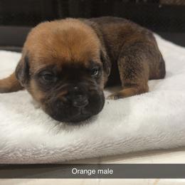 Orange Collar Male - Fawn male Cane Corso puppy in Jasper, Alabama from C&M Cane Corso