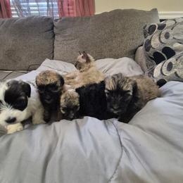 Shichon puppies from Kelli's Kennels