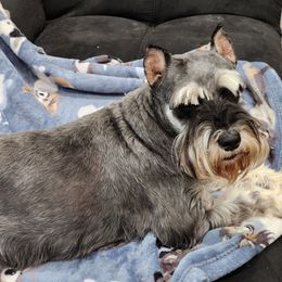 Libby-Lou - Miniature Schnauzer puppy from J&K's Miniature Schnauzers