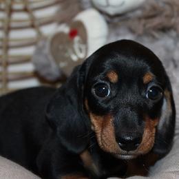 Boy 1 - Black and tan male Dachshund puppy in Craig, Colorado from Rocky Mountain Shih Tzus and Dry Creek Miniature Dachshunds
