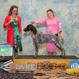 German Shorthaired Pointer All Grown Up from Windward German Shorthaired Pointers