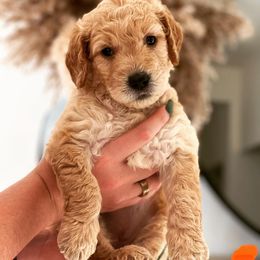 Goldendoodle Puppies from The Golden Honey