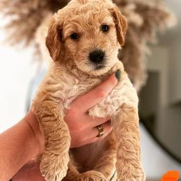Goldendoodle Puppies from The Golden Honey