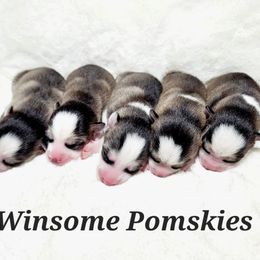 Pomsky Puppies from Winsome Pomskies
