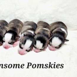 Pomsky Puppies from Winsome Pomskies
