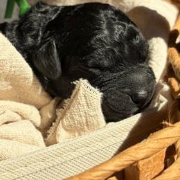 Cobbler - Black male Goldendoodle puppy in Beech Bluff, Tennessee from White Oak Kennel