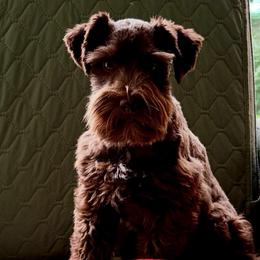Bean - Miniature Schnauzer