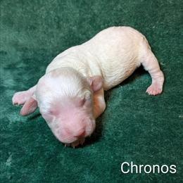 Chronos - Silver male Cockapoo puppy in Sunset, Louisiana from Cano Cockapoos