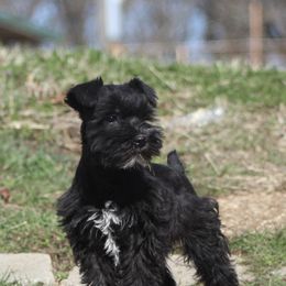 Miniature Schnauzers from Bearded Ladies