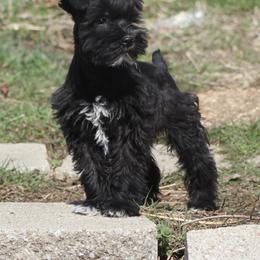 Miniature Schnauzers from Bearded Ladies