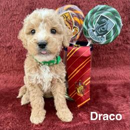 Draco - Apricot male Goldendoodle puppy in Conroe, Texas from Tails of Cypress