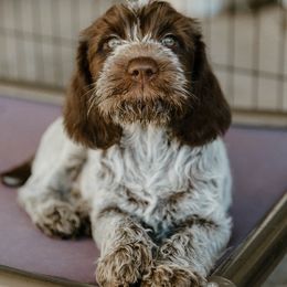 Wirehaired Pointing Griffon Puppies from Double Barrel Griffons