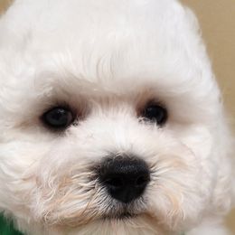 Bichon Frises from Fairspride Bichon Frises