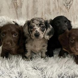Dachshunds from KDT Dachshunds